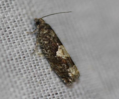Réf. 342 382 : Epinotia immundana